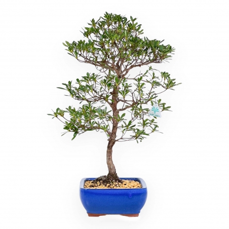 Rhododendron Indicum Hakatajiro - Azalée - 58 cm