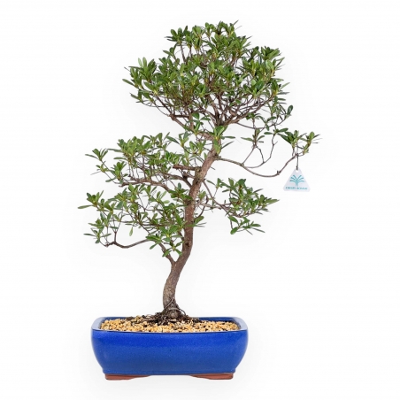 Rhododendron Indicum Hakatajiro - Azalée - 58 cm