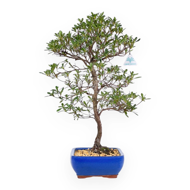 Rhododendron Indicum Hakatajiro - Azalée - 58 cm