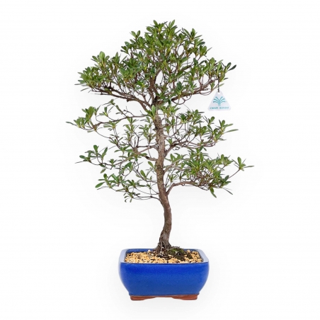 Rhododendron Indicum Hakatajiro - Azalea - 58 cm