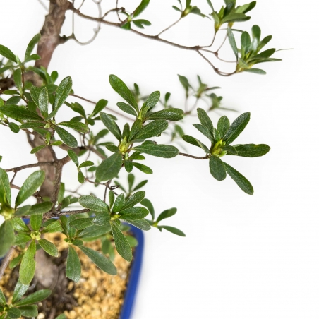 Rhododendron Indicum Hakatajiro - Azalée - 58 cm