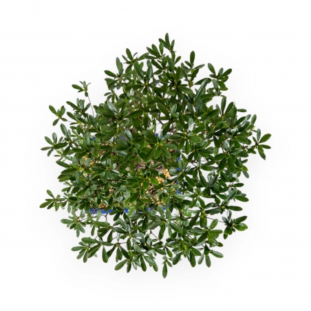 Rhododendron Indicum Hakatajiro - Azalea - 58 cm