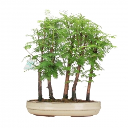 Metasequoia - 28 cm