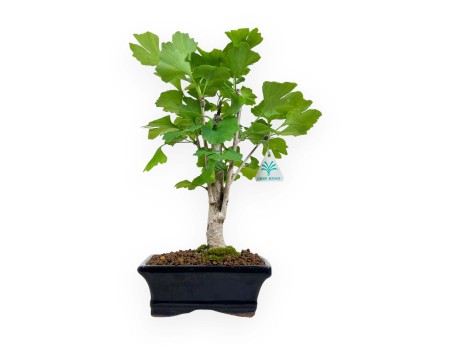 Ginkgo biloba - 31 cm