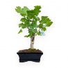 Ginkgo biloba - 31 cm
