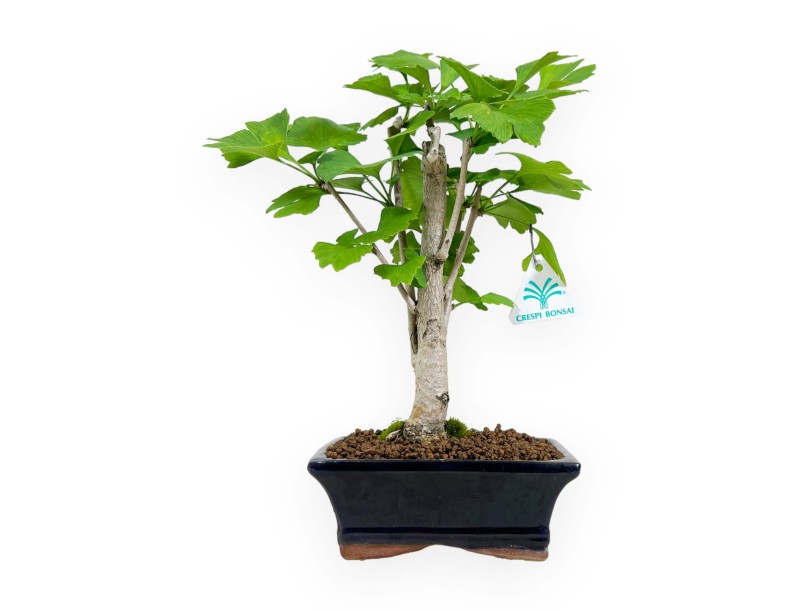 Ginkgo biloba - 31 cm