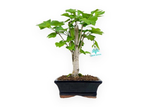 Ginkgo biloba - 31 cm