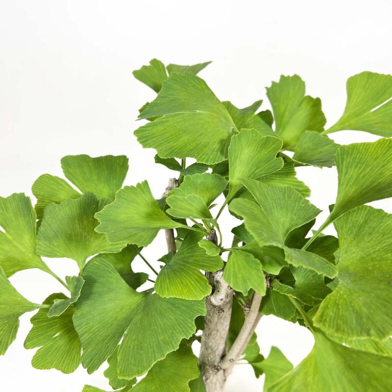 Ginkgo biloba - 31 cm