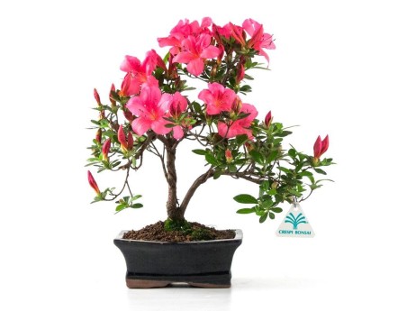 Azalea - 31 cm