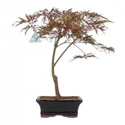 Acer palmatum dissectum - acero - 38 cm
