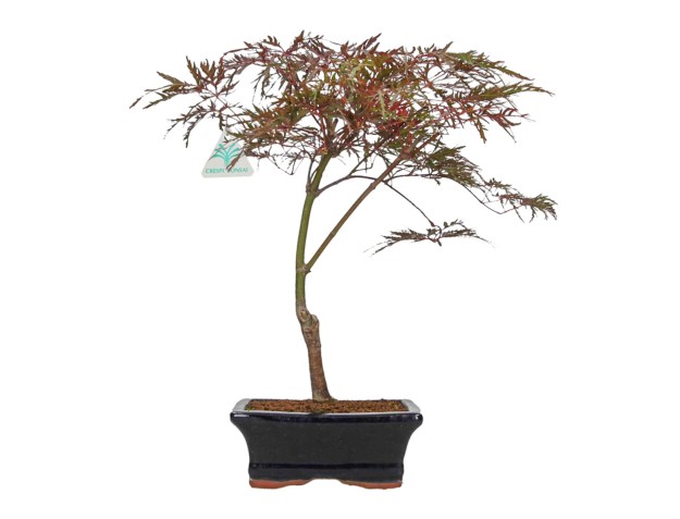 Acer palmatum dissectum - Arce - 38 cm