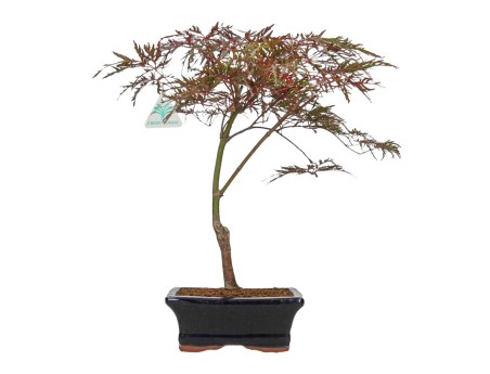 Acer palmatum dissectum - Arce - 38 cm