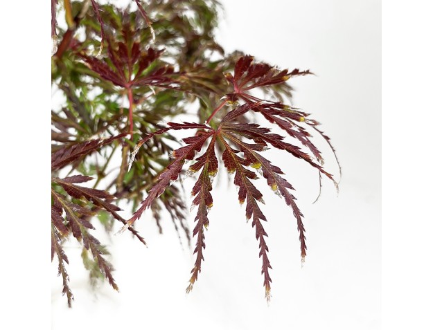 Acer palmatum dissectum - acero - 38 cm 2