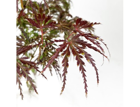 Acer palmatum dissectum - Ahorn - 38 cm
