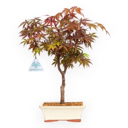 Acer palmatum Nomura - Érable - 36 cm