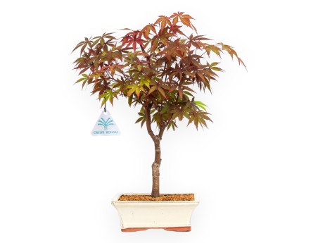 Acer palmatum Nomura - Maple - 36 cm