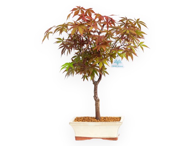 Acer palmatum Nomura - Arce - 36 cm 2