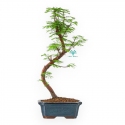 Metasequoia - 29 cm