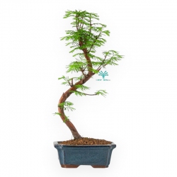 Metasequoia - 29 cm