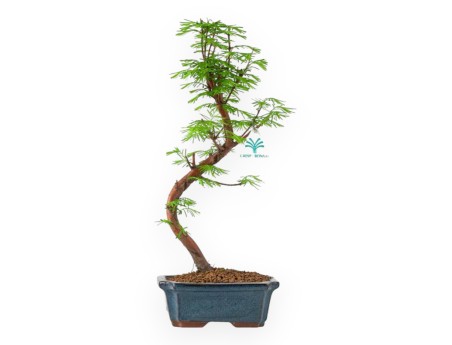 Metasequoia - 29 cm