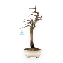 Acer Palmatum Monspessulanum - Acero - 60 cm