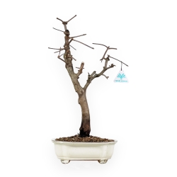 Acer Palmatum Monspessulanum - Acero - 60 cm