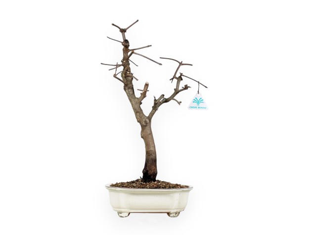 Acer Palmatum Monspessulanum - Arce - 60 cm