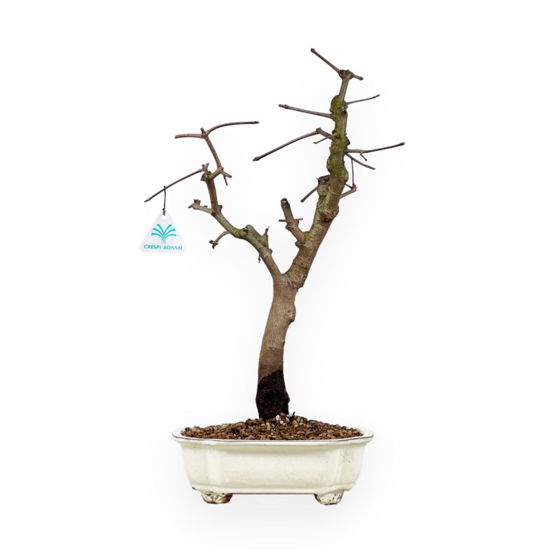Acer Palmatum Monspessulanum - Acero - 60 cm