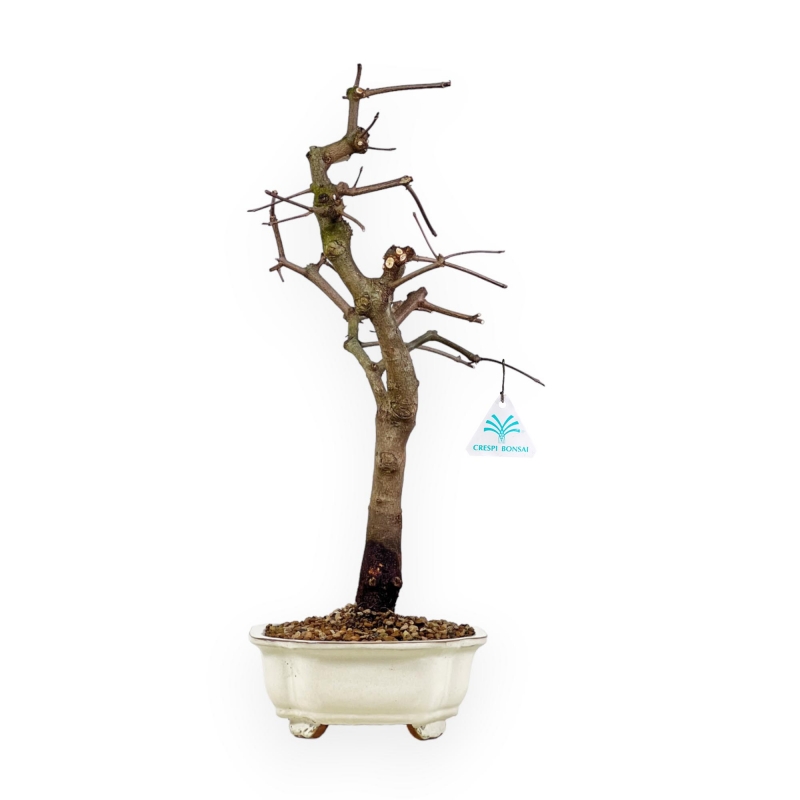 Acer Palmatum Monspessulanum - Acero - 60 cm