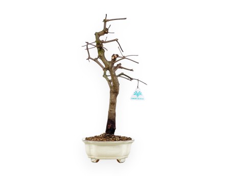 Acer Palmatum Monspessulanum - Arce - 60 cm