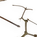 Acer Palmatum Monspessulanum - Acero - 60 cm