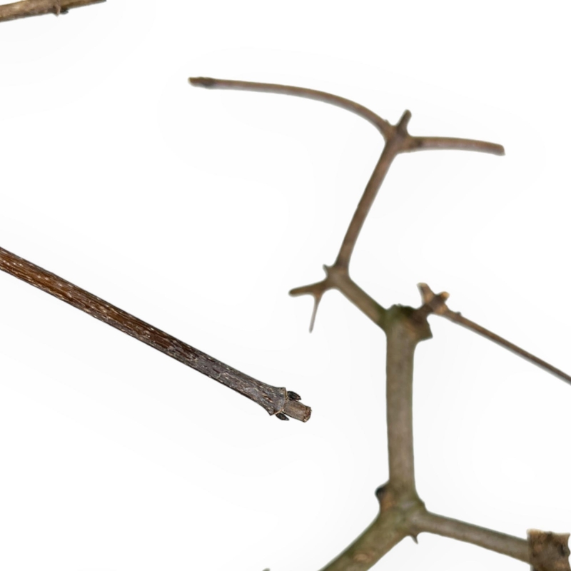 Acer Palmatum Monspessulanum - Acero - 60 cm