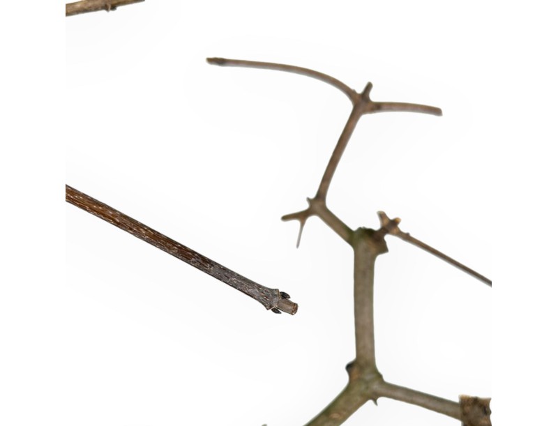 Acer Palmatum Monspessulanum - Érable - 60 cm