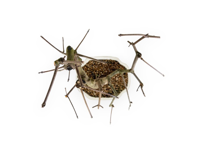 Acer Palmatum Monspessulanum - Arce - 60 cm