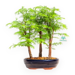Metasequoia - 21 cm