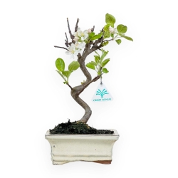 Malus - Melo - 34 cm