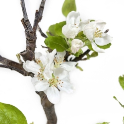 Malus - Melo - 34 cm