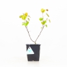 Cercis Siliquastrum - Albero di Giuda - 30 cm