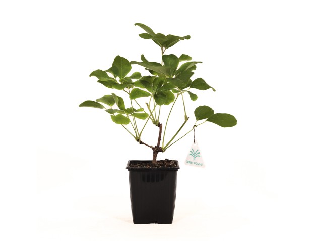 Akebia Quinata - 32 cm 2