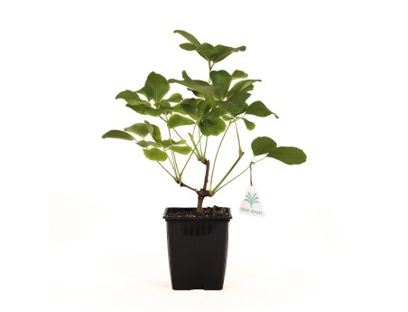 Akebia Quinata - 32 cm