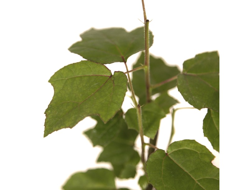 Liquidambar formosana - 33 cm