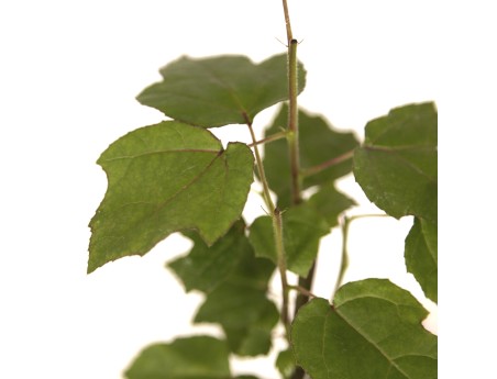 Liquidambar formosana - 33 cm