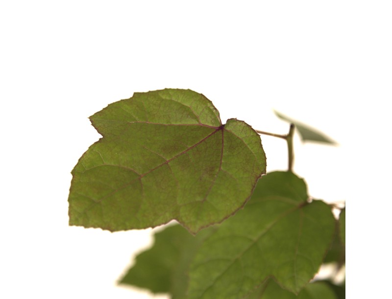 Liquidambar formosana - 33 cm