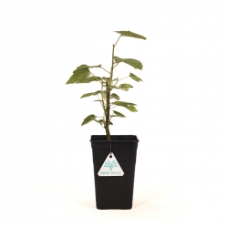 Liquidambar formosana - 33 cm