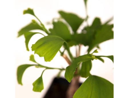 Gingko biloba blagon - 30 cm