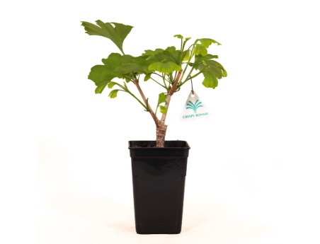 Gingko biloba blagon - 30 cm