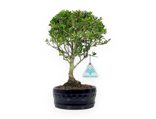 Ilex Crenata - 25 cm