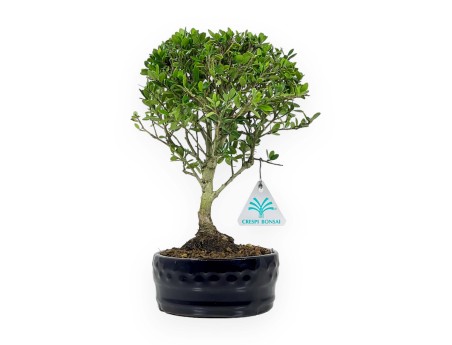 Ilex Crenata - Agrifoglio - 25 cm