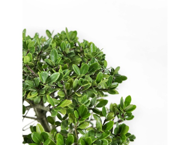 Ilex Crenata - 25 cm 2