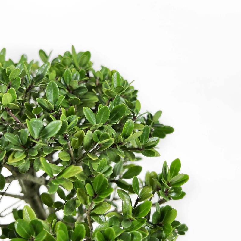 Ilex Crenata - Agrifoglio - 25 cm